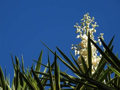 Yuca Pie De Elefante Yucca Elephantipes