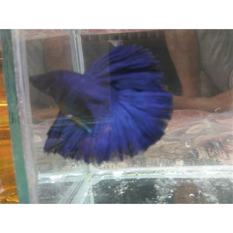 Jual Ikan Cupang Halfmoon Size L Jumbo Shopee Indonesia