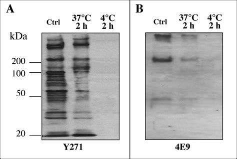 Apical Organelle Discharge By Cryptosporidium Parvum Is Temperature