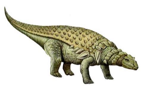 Edmontonia Pictures & Facts - The Dinosaur Database