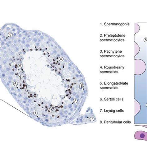 Schematic Overview Cell Type Specific Expression Of Testis Elevated