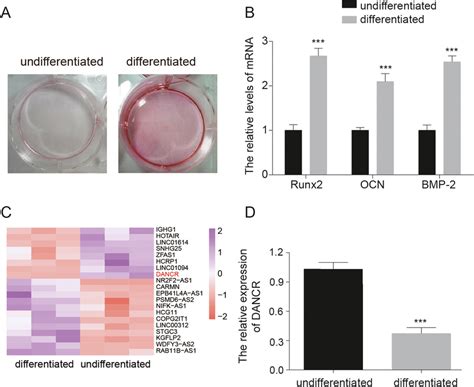 Lncrna Dancr Levels Was Down Regulated In Differentiated Pdlscs A