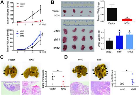 Nxn Suppressed The Proliferation And Metastasis Of Hcc Cells In Vivo