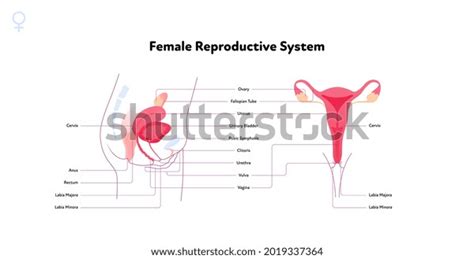 Human Reproductive System Anatomy Inforgaphic Chart Stock Vector ...