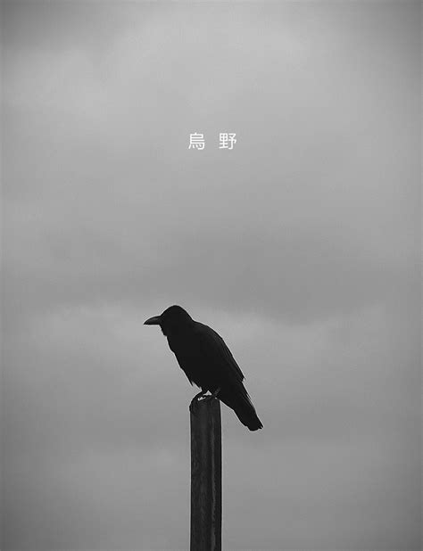 Crow Phone Wallpapers Top Free Crow Phone Backgrounds Wallpaperaccess