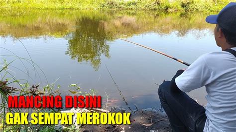 Mancing Ikan Nila Liar Di Rawa Air Payao Strike Bertubi Tubi YouTube