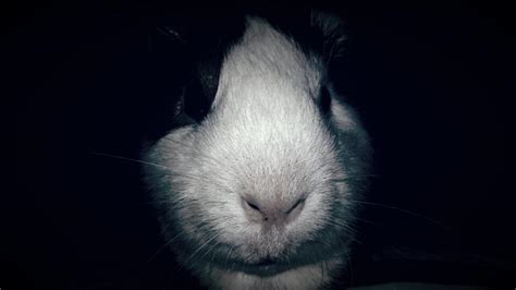 Scary Guinea Pig (Cuy at Night) : r/guineapigs