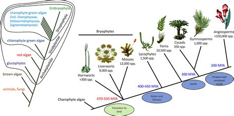 Bryophytes Structure