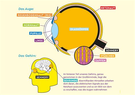 Wie Funktioniert Das Auge Kindgerecht Erklärt Quotes Resume