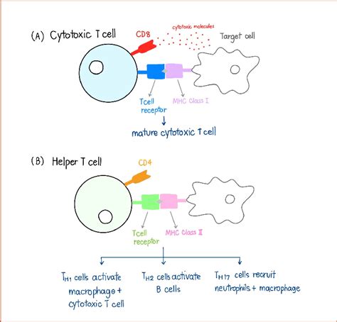 Cytotoxic T Cell And Helper T Cell Regulation Download Scientific Diagram