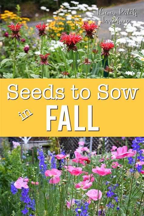 Sow Your Seeds In Fall For A Beautiful Garden Flower Patch Farmhouse