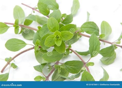 Bunch Of Marjoram Stock Image Image Of Origanum Fresh 53187069