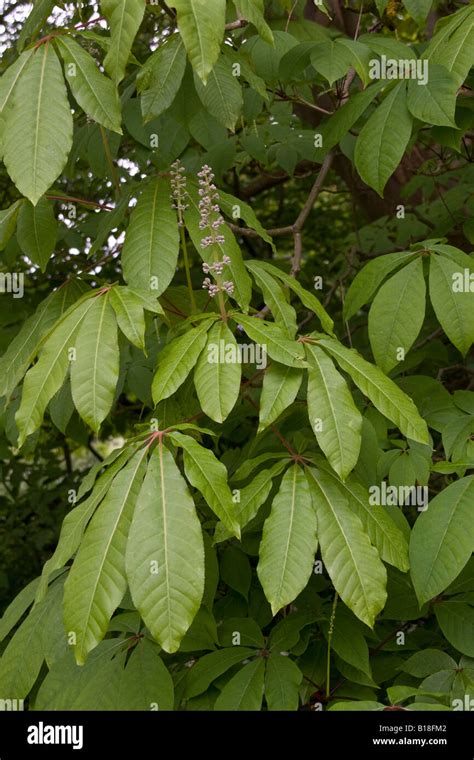 Flowering Buds Of The Indian Horse Chestnut Stock Photo Alamy