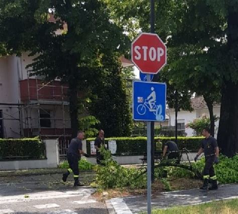 Il Temporale Colpisce Suzzara Alberi In Strada Una Decina Gli