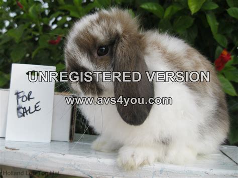 Sale On Our Holland Lops Between Dec 25 And Jan 1st Usa Rabbit Breeders