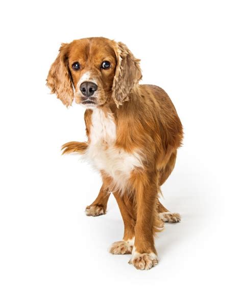 Golden Retriever Cavalier Mix: Complete Guide to This Hybrid – PawSafe