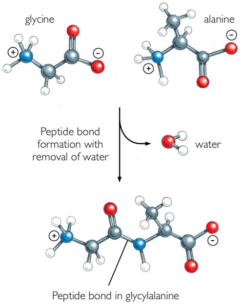 Formation Of A Peptide Bond