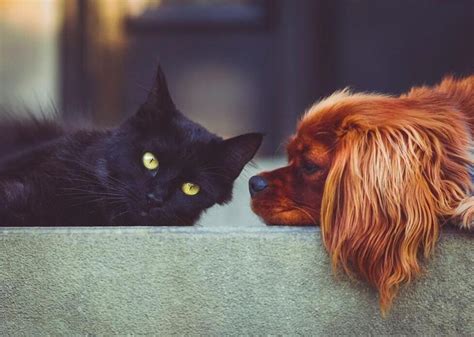 Is Your Furry Friend A Shadow Of Their Former Self?
