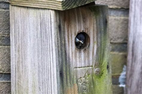 Newborn Great Tits Look Out Of The Nest Box To Fly Out Soon Stock Photo Image Of Species Wing