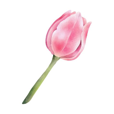 Tulip N Rosa Acuarela Ilustraci N Acuarela Dibujada A Mano Vector Premium