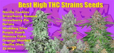 Best 🚀 High THC Strains Seeds 🌱 in 2023 by Cannabis-md.com