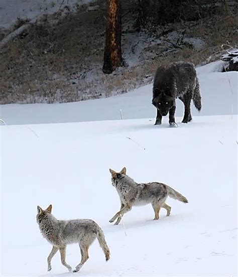 🔥 Wolf Showing Coyotes Their Place R Natureisfuckinglit