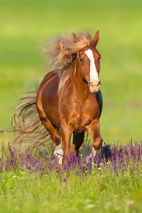 1658 Red Horse Flowers Meadow Stock Photos Free And Royalty Free Stock