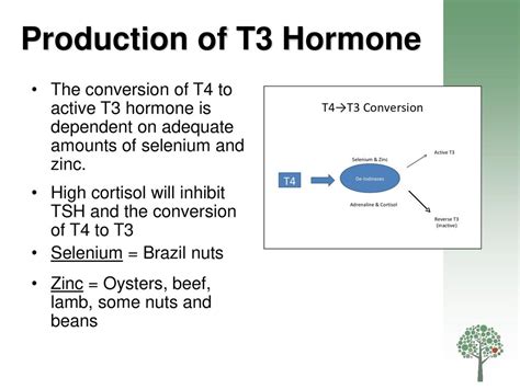 Iodine, Salt and the Thyroid Gland - ppt download