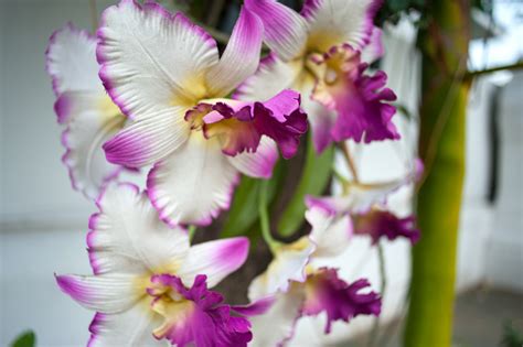 Thai Orchids | Steve Barru Photographs