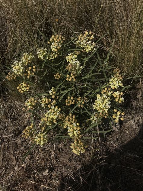 Asclepias Mellodora From Saavedra Provincia De Buenos Aires Ar On