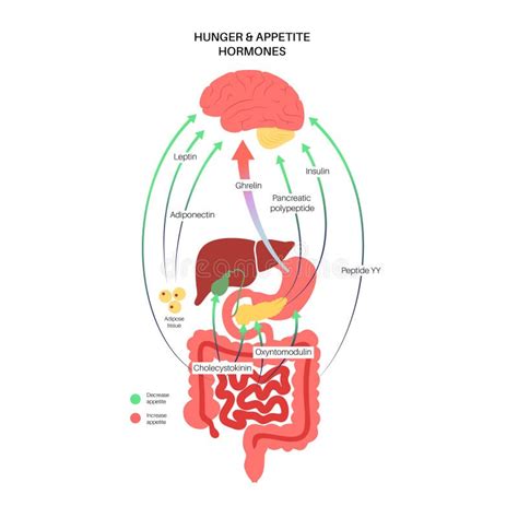 Hormonas Del Apetito De Hambre Ilustración del Vector Ilustración de