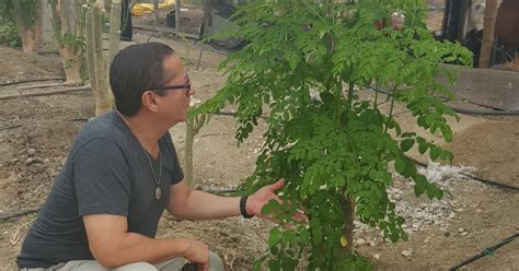 Moringa Ecuador RECOMENDACIONES PARA AGRICULTORES QUE DESEEN SEMBRAR