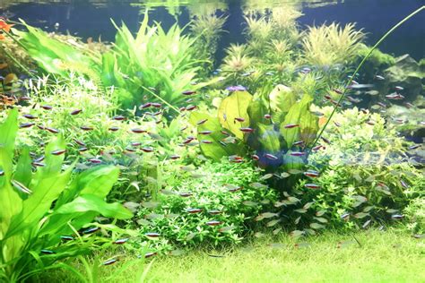 How Many Neon Tetras Per Gallon The Quick Answer Pet Fish Online