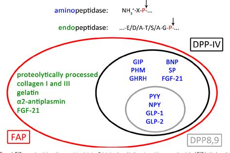 Pdf Targeting Fibroblast Activation Protein In Cancer Prospects And