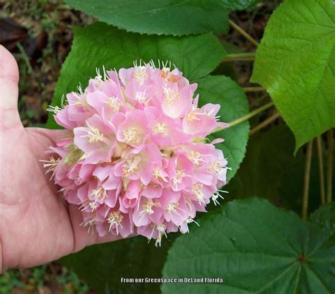 Photo Of The Bloom Of Tropical Hydrangea Dombeya Wallichii Posted By