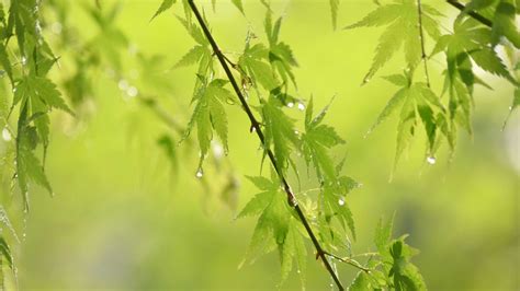 Closeup View Of Green Trees Leaves Branches With Water Drops In Blur