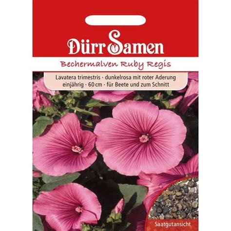 Dürr Samen Bechermalve Ruby Regis 1 Packung Bloomling Deutschland