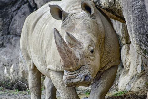 Southern White Rhinoceros Rhino Rest