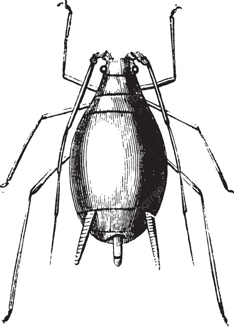 Aphid And Its Larvaevintage Engraving Drawing Greenflies Art Vector