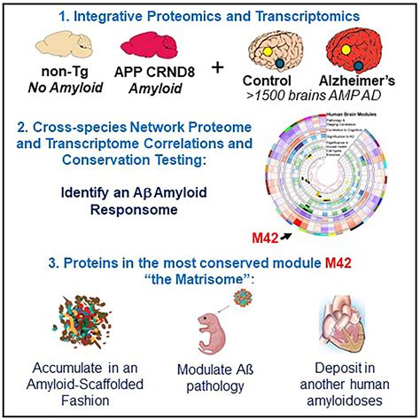 Integrative Proteomics Identifies A Conserved A Amyloid Responsome