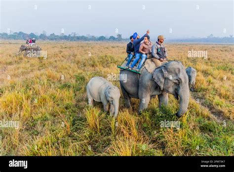 Kaziranga India January Tourists During The Elephant