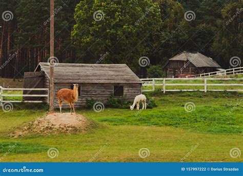 Llama Animals Near Wooden Shed Stock Photo Image Of Hill Wooden