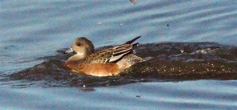 American Wigeon From Colusa County CA USA On November 11 2023 At 02