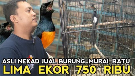 BURUNG MURAI BATU LIMA EKOR 750 RIBU SEJARAH DI TAHUN 2024 DI KIOS