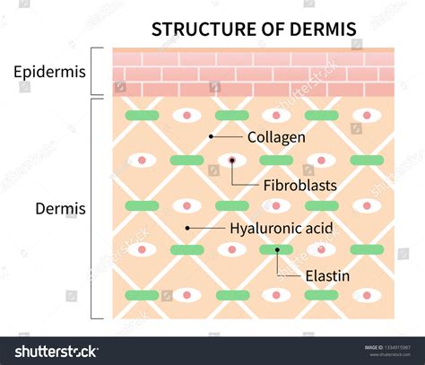 5,904 Structure Dermis Images, Stock Photos & Vectors | Shutterstock