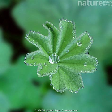 Stock Photo Of Leaf Of Lady S Mantle Alchemilla Mollis With Dew Uk