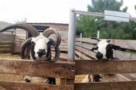 SweenyJane On Tumblr Does A Goat Make A BAA Sound