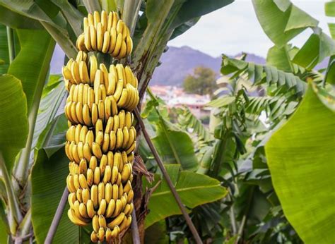 Conhe A A Maior Planta O De Banana Do Paran Localizada Em Morretes