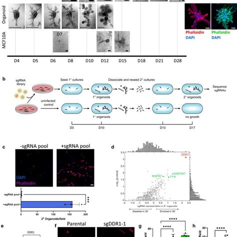 Crispr Screen In D Mammary Epithelial Cell Culture For Regulators Of