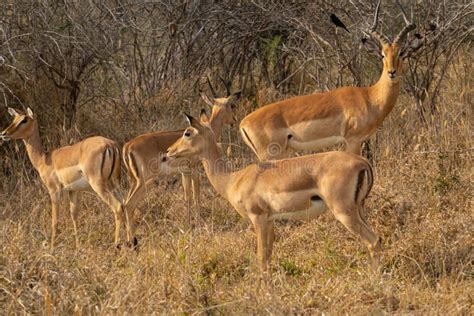 Impala Sighting In Kruger National Park Stock Image Image Of